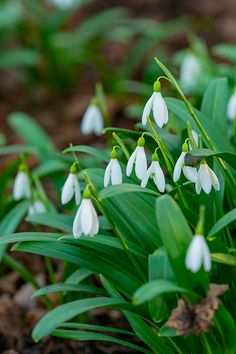 some white flowers are growing in the dirt