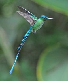 a small blue and green bird flying in the air