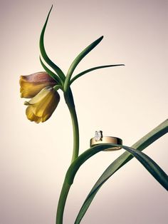 Jewelry Editorial Photography Still Life, Flowers And Jewelry Photography, Jewelry Still Life Photography, Mothers Day Advertising, Jewelry Product Photography