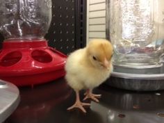 a small chicken standing on top of a table next to a blender