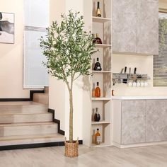 a potted tree in front of a set of shelves with bottles on the wall