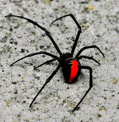 a black and red spider sitting on the ground