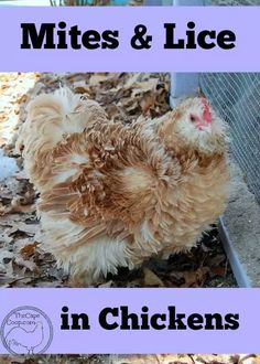 a brown and white chicken standing on top of leaves next to a cage with the words mites & lice in chickens