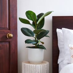 a potted plant sitting on top of a table next to a bed