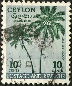 an old postage stamp with a palm tree