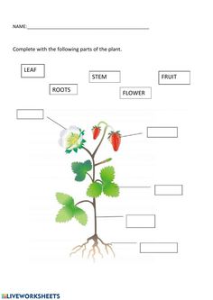 the parts of a plant worksheet with answers and pictures for kids to learn