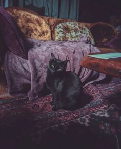 a black cat sitting on top of a rug next to a bed covered in blankets