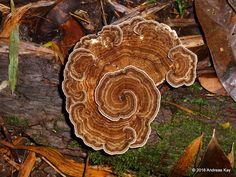 a close up of a mushroom on the ground