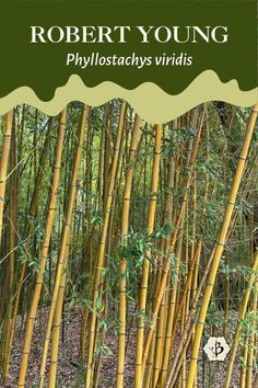 the cover of robert young's book, phyllostachy vividis