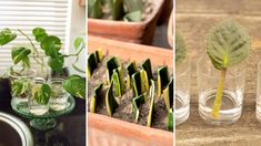 there are three different pictures with plants in glass vases and one has a yellow stick sticking out of it