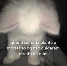 a small white rabbit sitting on top of someones lap with the caption, queria ser uma planta e more so pp na cuidar