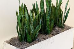 some very pretty green plants in a white planter