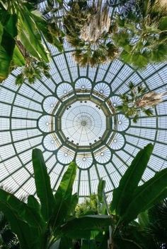 the inside of a glass dome with palm trees and plants in it, looking up at the ceiling