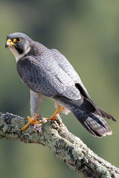 a bird perched on top of a tree branch