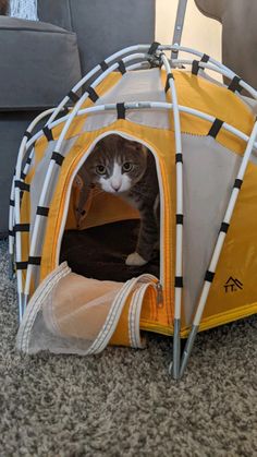 a cat sitting in a yellow tent on the floor