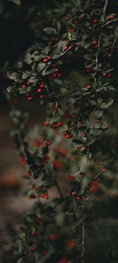 red berries are growing on the branches of a tree