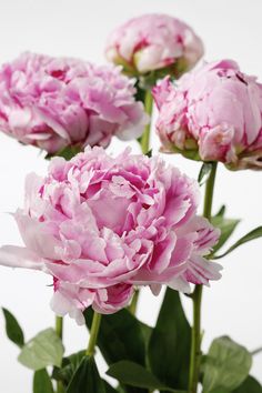 three pink peonies in a glass vase