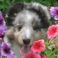 a dog standing in the middle of flowers with its tongue out and his eyes open