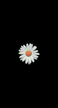 a single white daisy sitting on top of a black surface