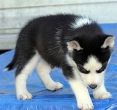 a black and white puppy standing on top of a blue mat