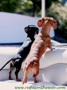 two dachshunds standing on the hood of a car looking at each other