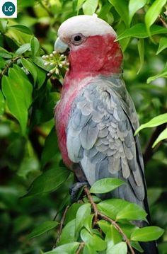 a colorful bird perched on top of a green leafy tree next to some leaves