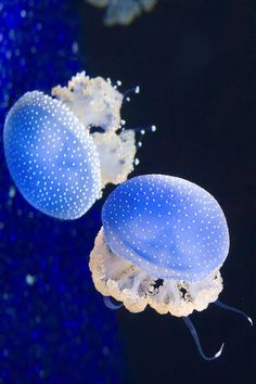 two blue and white jellyfish swimming in an aquarium tank, with bubbles on the water