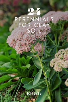 some pink flowers in the grass with text overlay that reads, 24 perennials for clay soil