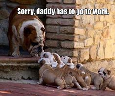 a group of puppies sitting on top of a step next to a brick wall