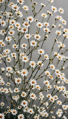 a bunch of white flowers with yellow centers