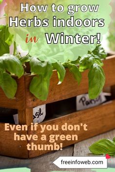 a wooden box filled with green plants and the words how to grow herbs indoors in winter even if you don't have a green thumb thimb