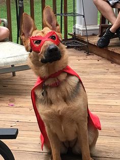 a dog wearing a red cape sitting on top of a wooden deck