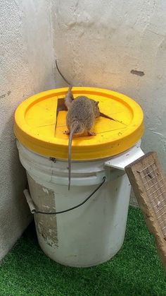 a small mouse sitting on top of a yellow and white bucket next to a fence