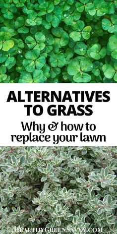 green plants with text that reads alternatives to grass why and how to replace your lawn