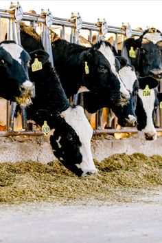 cows are eating hay in their pen at the farm's gate, with tags on their ears