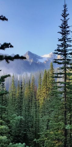 trees and mountains in the distance with fog coming from them, on a sunny day