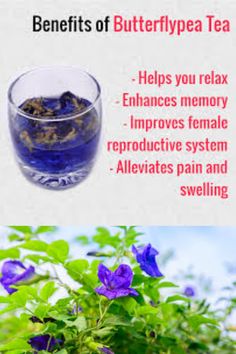 the benefits of butterfly pea tea