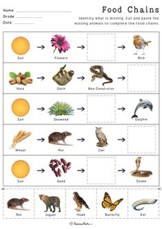 food chains worksheet with pictures of animals and plants in the same area,