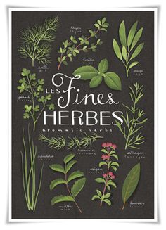 an illustrated book with herbs on it