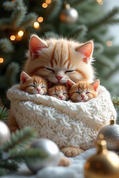 two kittens are sleeping in a knitted basket next to a christmas tree