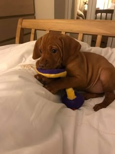 a brown dog laying on top of a bed with a toy in it's mouth