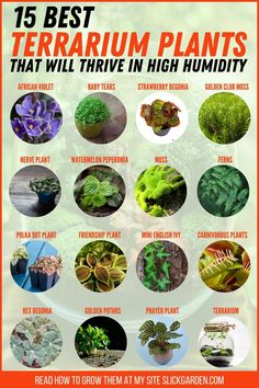 the top ten best terrarium plants that will thve in high humidy conditions