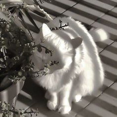 a white cat sitting next to a potted plant