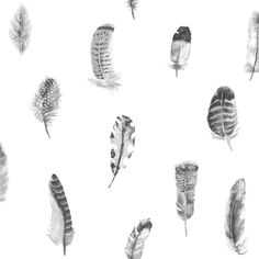 black and white feathers are arranged on a white background with watercolor effect in the middle