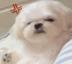 a small white dog laying on top of a bed next to a red and white cross