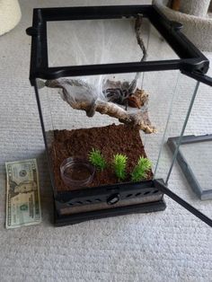 a small glass case with plants in it