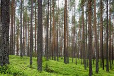 a forest filled with lots of tall trees and green grass on top of the ground