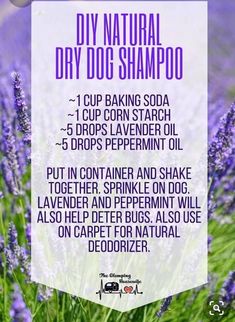 lavender flowers with the words diy natural dry dog shampoo