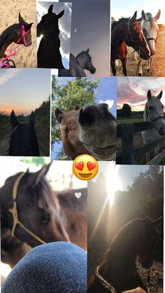 🐴🐴 Mural, Pet, Collage, Animals