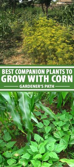 the best companion plants to grow with corn garden's path is in front of some yellow flowers